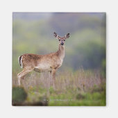 Weißschwanzhirsche Magnet (Vorne)