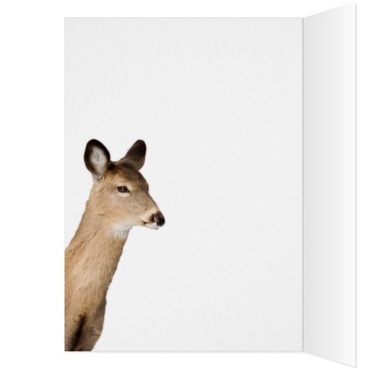 Weißschwanzhirsche (Nah hoch) (Innen (Links))