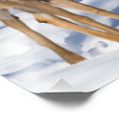 Weißschwanzhirsche (Nah hoch) Fotodruck (Ecke)