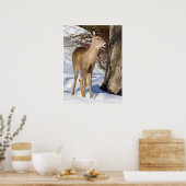 Weißschwanzhirsche (Nah hoch) Poster (Küche)