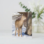 Weißschwanzhirsche (Nah hoch) Postkarte (Stehend Vorderseite)