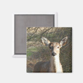 Weißschwanzhirsche Nah Magnet (Vorderseite/Rückseite)