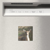 Weißschwanzhirsche Nah Magnet (In Situ (Geschirrspüler))