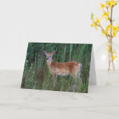 Weißschwanzhirsche | National Bison Range Montana Karte (Gelbe Blume)