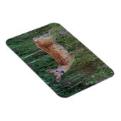 Weißschwanzhirsche | National Bison Range Montana Magnet (Rechte Seite)