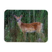 Weißschwanzhirsche | National Bison Range Montana Magnet (Horizontal)