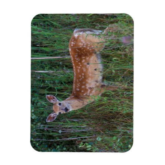 Weißschwanzhirsche | National Bison Range Montana Magnet (Vertikal)