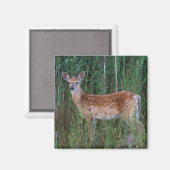 Weißschwanzhirsche | National Bison Range Montana Magnet (Vorderseite/Rückseite)