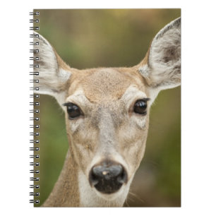 Weißschwanzhirsche Notizblock