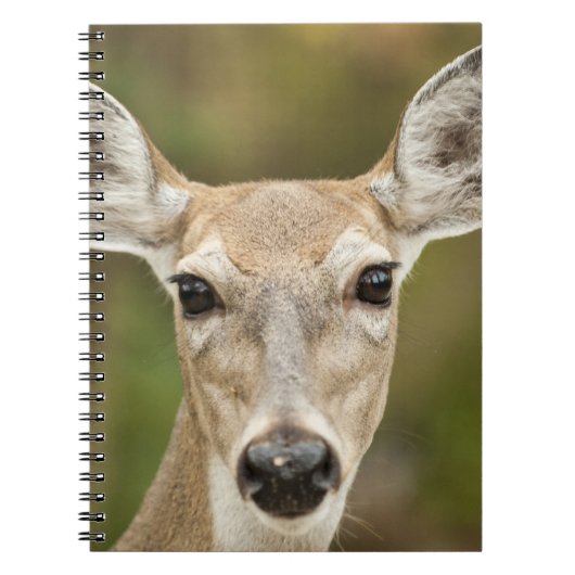 Weißschwanzhirsche Notizblock (Vorderseite)