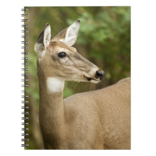 Weißschwanzhirsche Notizblock