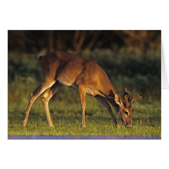 Weißschwanzhirsche, Odocoileus virginianus (Vorderseite (Horizontal))