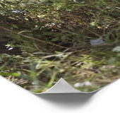 Weißschwanzhirsche, Odocoileus virginianus, 2 Poster (Ecke)