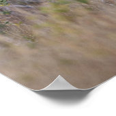 Weißschwanzhirsche (Odocoileus virginianus) 2 Poster (Ecke)