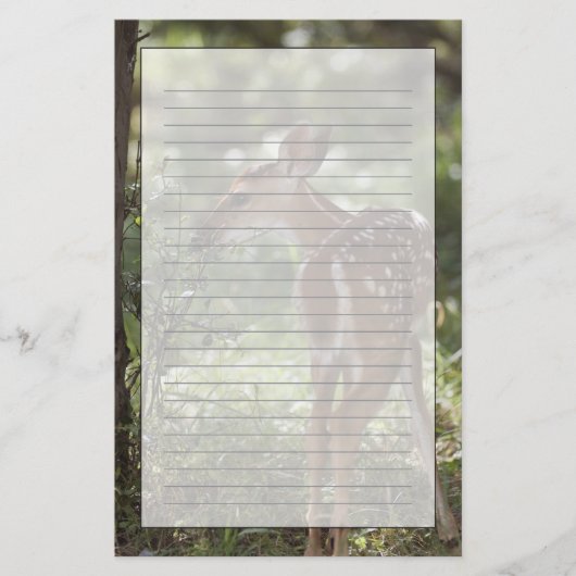 Weißschwanzhirsche, Odocoileus virginianus Briefpapier (Vorderseite)