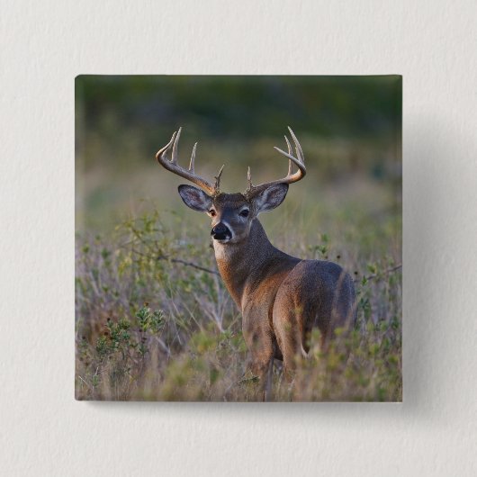 Weißschwanzhirsche Odocoileus virginianus Button (Vorderseite)