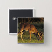 Weißschwanzhirsche, Odocoileus virginianus Button (Vorne & Hinten)