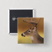 Weißschwanzhirsche, Odocoileus virginianus, Button (Vorne & Hinten)