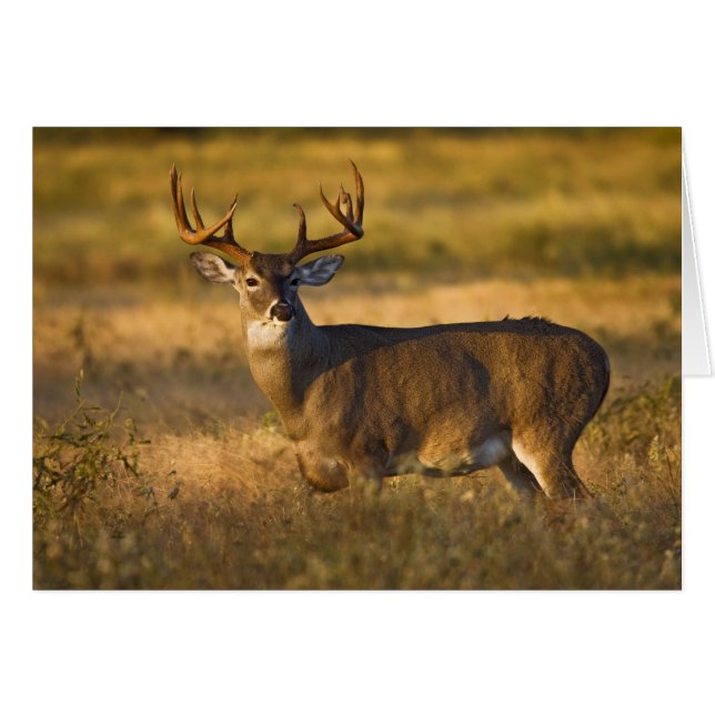 Weißschwanzhirsche (Odocoileus virginianus) Erwach (Vorderseite (Horizontal))