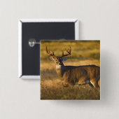 Weißschwanzhirsche (Odocoileus virginianus) Erwach Button (Vorne & Hinten)