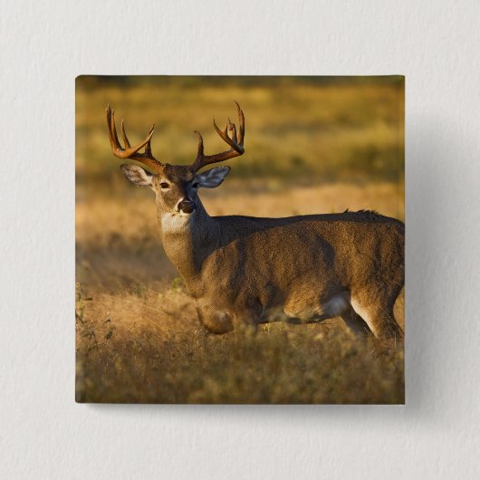 Weißschwanzhirsche (Odocoileus virginianus) Erwach Button (Vorderseite)