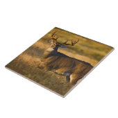 Weißschwanzhirsche (Odocoileus virginianus) Erwach Fliese (Seite)