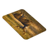 Weißschwanzhirsche (Odocoileus virginianus) Erwach Magnet (Rechte Seite)