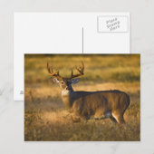 Weißschwanzhirsche (Odocoileus virginianus) Erwach Postkarte (Vorne/Hinten)