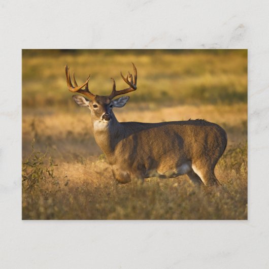 Weißschwanzhirsche (Odocoileus virginianus) Erwach Postkarte (Vorderseite)