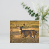 Weißschwanzhirsche (Odocoileus virginianus) Erwach Postkarte (Stehend Vorderseite)