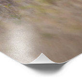 Weißschwanzhirsche Odocoileus virginianus Fotodruck (Ecke)