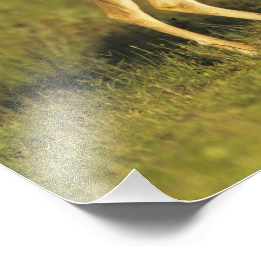 Weißschwanzhirsche, Odocoileus virginianus Fotodruck (Ecke)