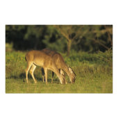 Weißschwanzhirsche, Odocoileus virginianus Fotodruck (Vorne)