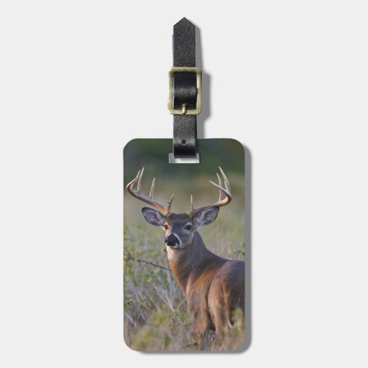 Weißschwanzhirsche Odocoileus virginianus Gepäckanhänger (Vorderseite vertikal)