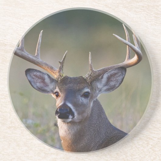 Weißschwanzhirsche Odocoileus virginianus Getränkeuntersetzer (Vorne)