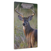 Weißschwanzhirsche Odocoileus virginianus Klemmbrett (Rechts)