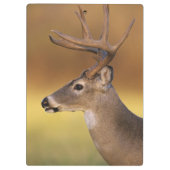 Weißschwanzhirsche, Odocoileus virginianus, Klemmbrett (Rückseite)