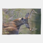 Weißschwanzhirsche Odocoileus virginianus Küchentuch (Horizontal)