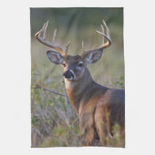Weißschwanzhirsche Odocoileus virginianus Küchentuch (Vertikal)