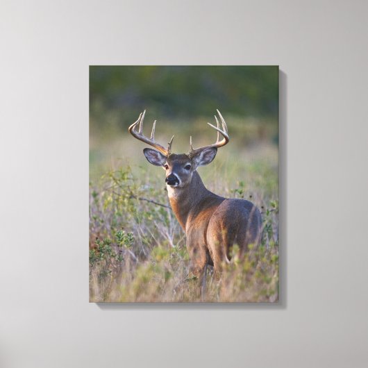 Weißschwanzhirsche Odocoileus virginianus Leinwanddruck (Vorderseite)