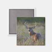 Weißschwanzhirsche Odocoileus virginianus Magnet (Vorderseite/Rückseite)