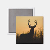 Weißschwanzhirsche (Odocoileus virginianus) Magnet (Vorderseite/Rückseite)