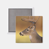 Weißschwanzhirsche, Odocoileus virginianus, Magnet (Vorderseite/Rückseite)