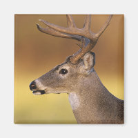 Weißschwanzhirsche, Odocoileus virginianus,
