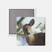 Weißschwanzhirsche (Odocoileus virginianus), Magnet (Vorderseite/Rückseite)