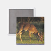 Weißschwanzhirsche, Odocoileus virginianus Magnet (Vorderseite/Rückseite)