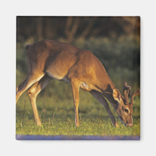 Weißschwanzhirsche, Odocoileus virginianus Magnet