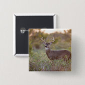 Weißschwanzhirsche (Odocoileus virginianus) männli Button (Vorne & Hinten)