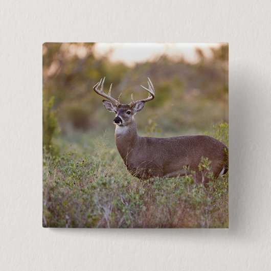 Weißschwanzhirsche (Odocoileus virginianus) männli Button (Vorderseite)