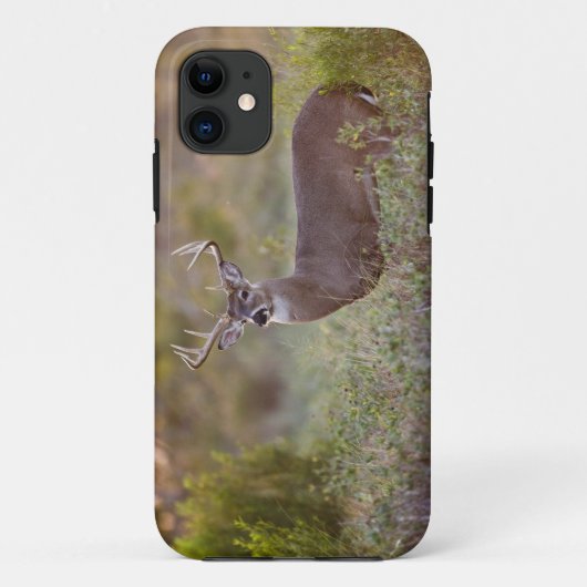 Weißschwanzhirsche (Odocoileus virginianus) männli Case-Mate iPhone Hülle (Rückseite)